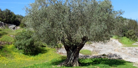 Albero